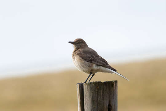 Image of Black-billed Shrike-Tyrant