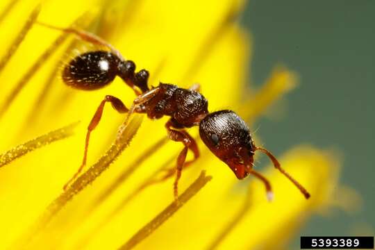 Image of Tetramorium immigrans