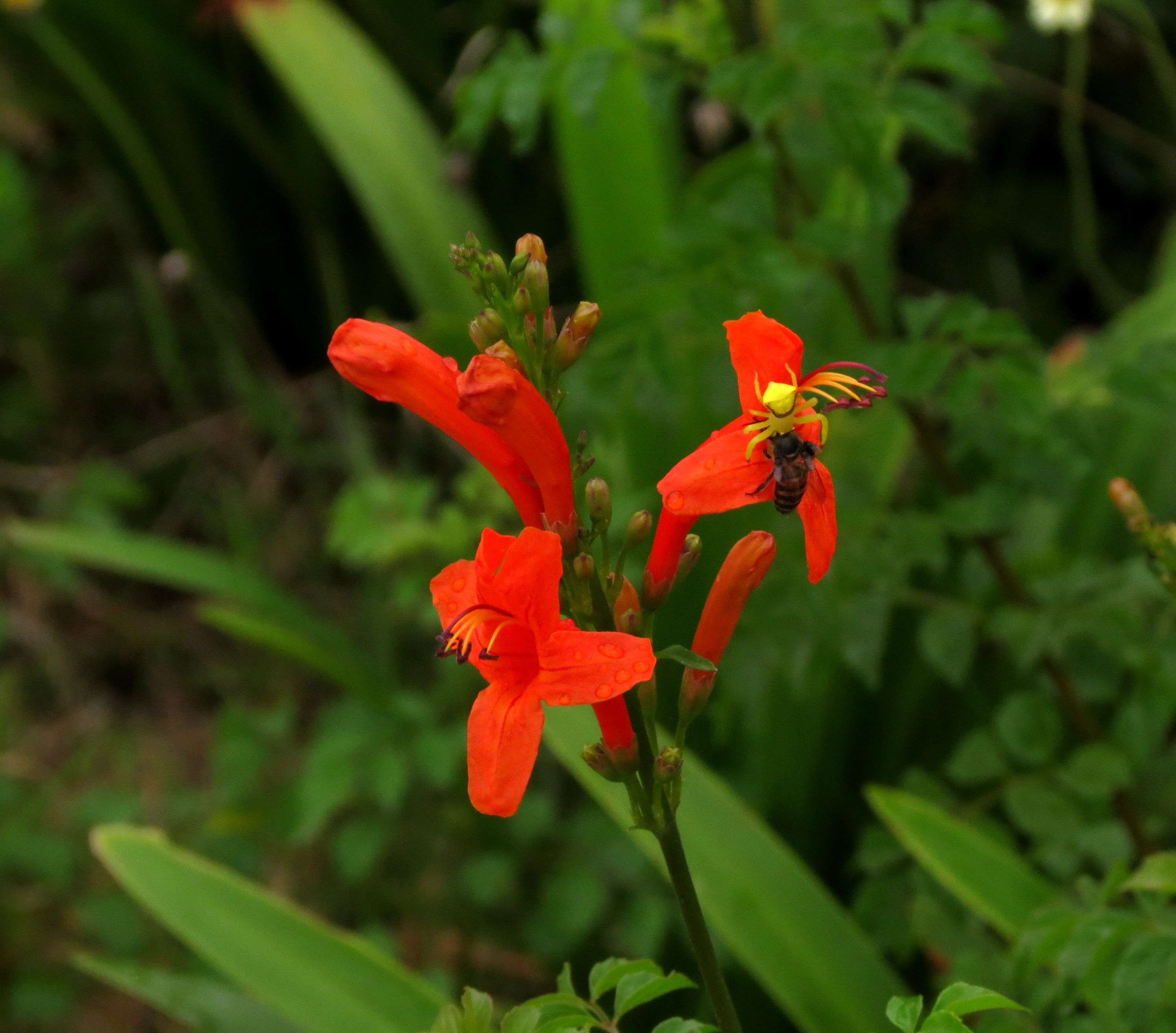 Image of Cape honeysuckle