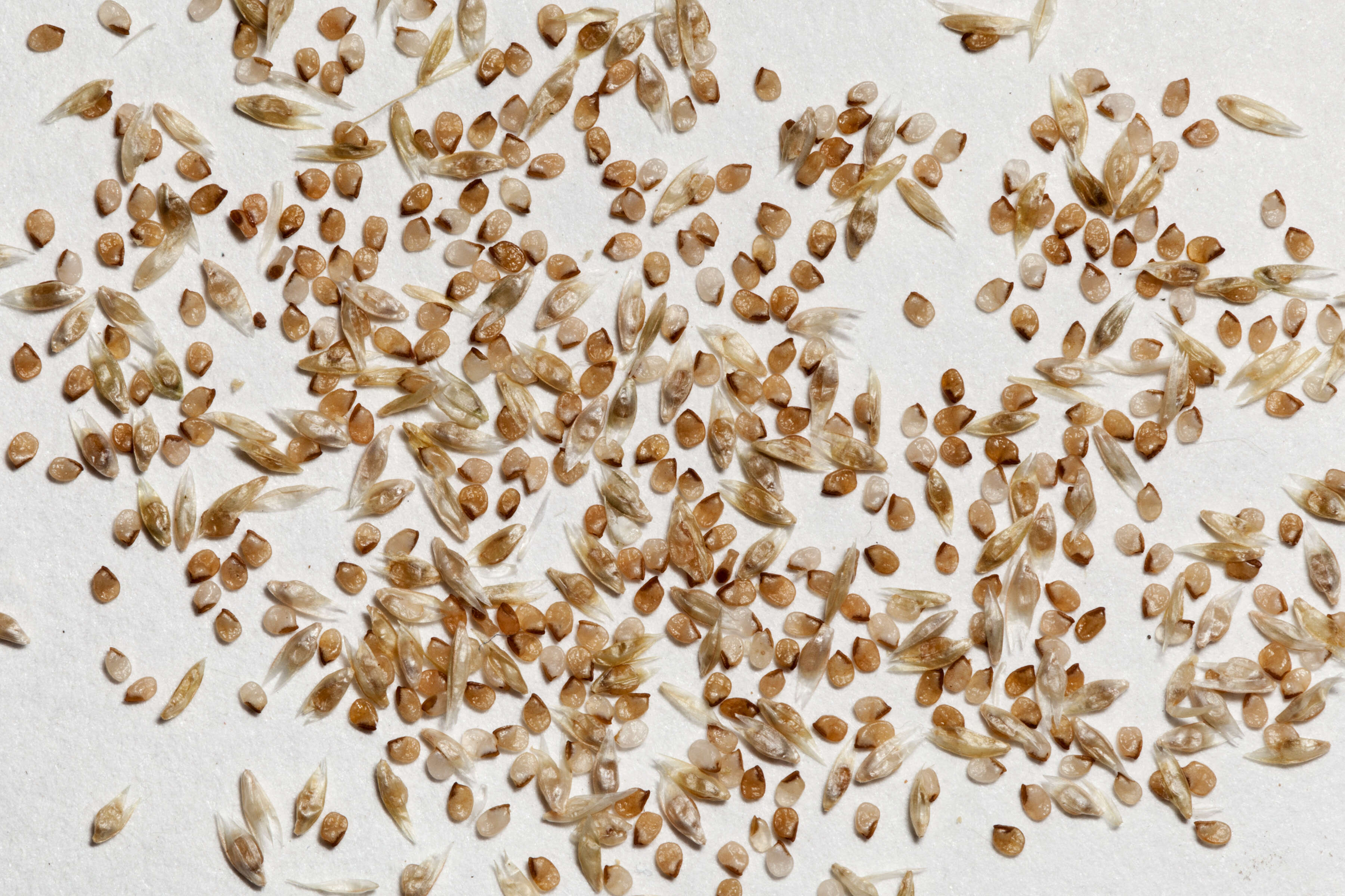 Image of mesa dropseed