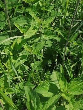 Image of Common Nettle