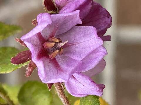 Image of Thomasia quercifolia (Andrews) Gay