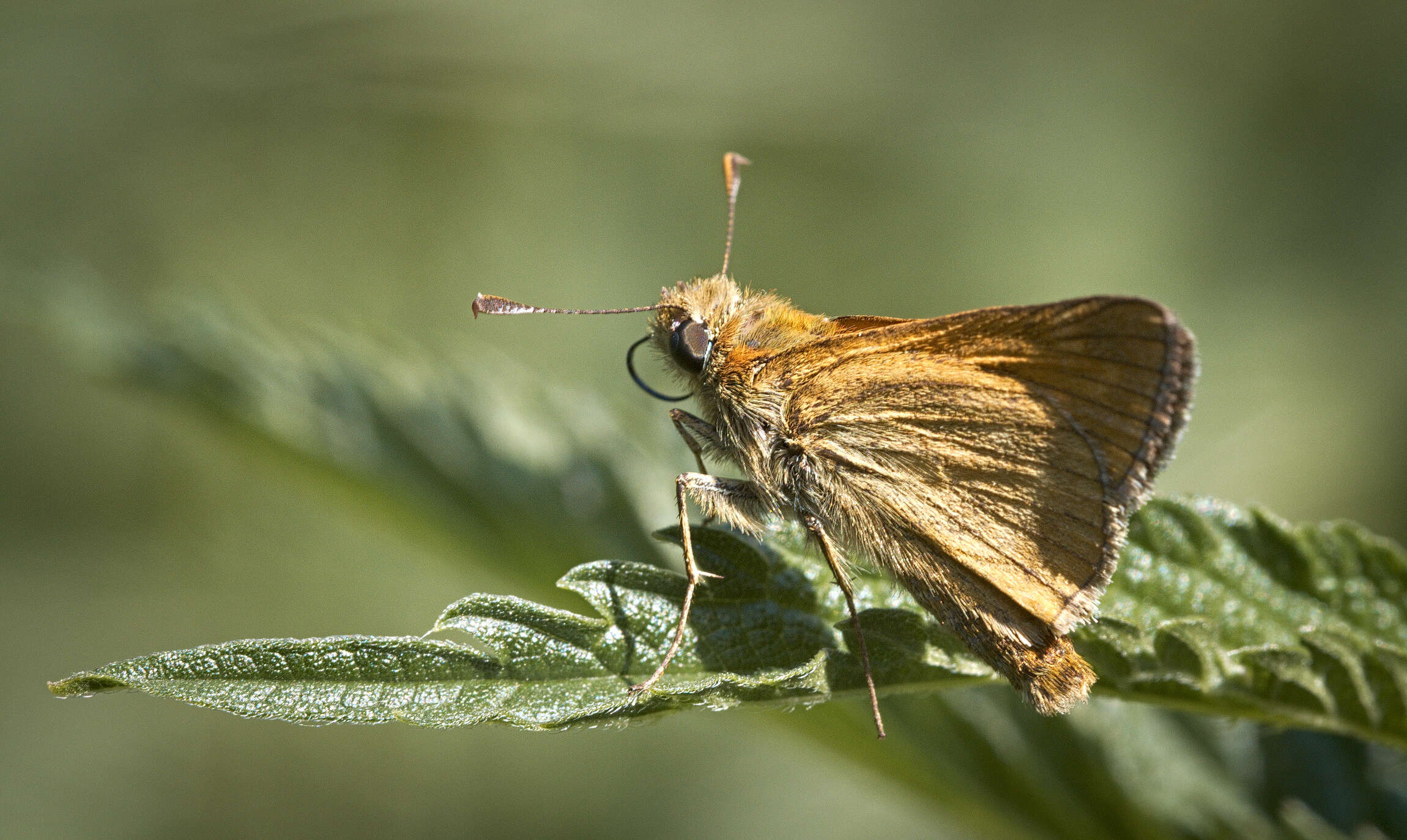 Image of Ochlodes sylvanus