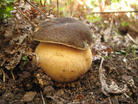 Sivun Boletus aereus Bull. 1789 kuva