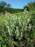 Imagem de Salvia aethiopis L.