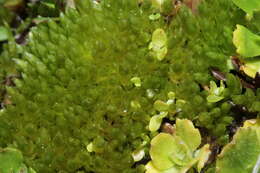 Image of Schleicher's bryum moss