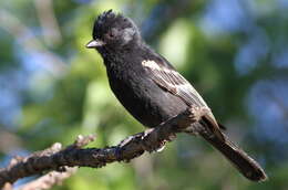 Image of chickadees and titmice