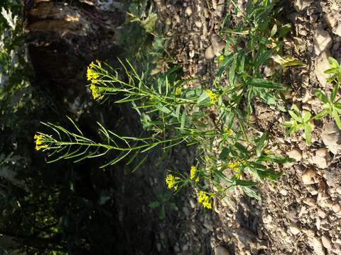 Image of treacle mustard