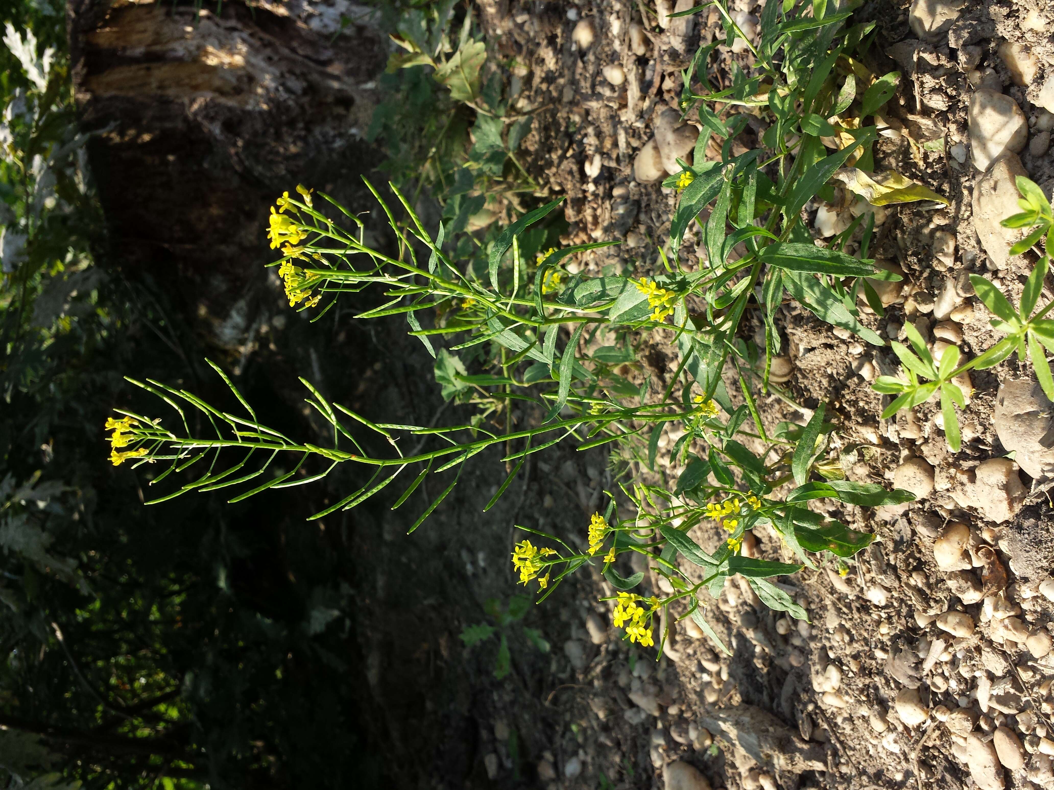 Image of treacle mustard