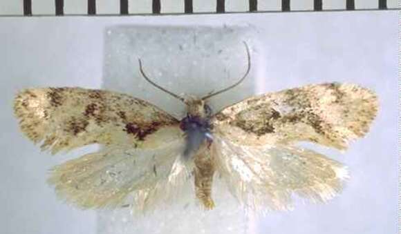 Image of Tingena ancogramma