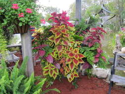 Image of common coleus