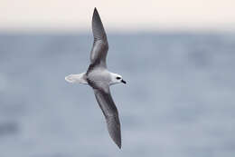 Image of White-headed Petrel