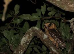 Image of Buff-fronted Owl