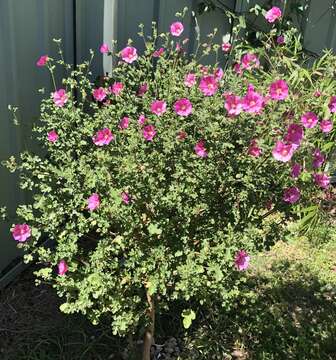 Imagem de Anisodontea capensis (L.) D. M. Bates