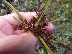 Image de Cyperus hillebrandii Boeckeler