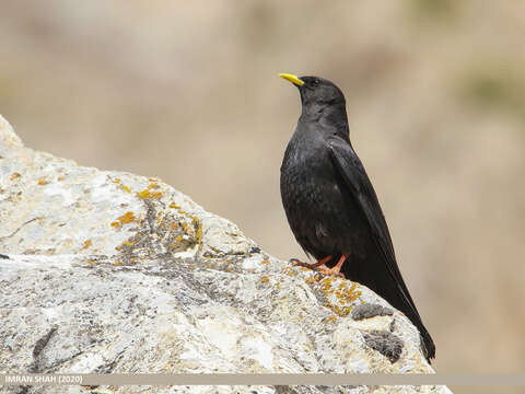 Image of Alpine Chough