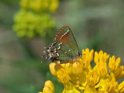 Plancia ëd Callophrys gryneus