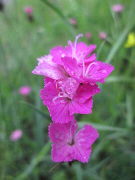 Image of carthusian pink