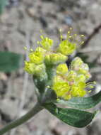 Image of alpine golden buckwheat