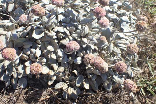 Image of seaside buckwheat