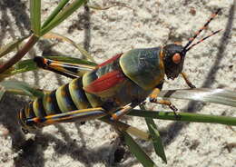 Plancia ëd Zonocerus elegans (Thunberg 1815)