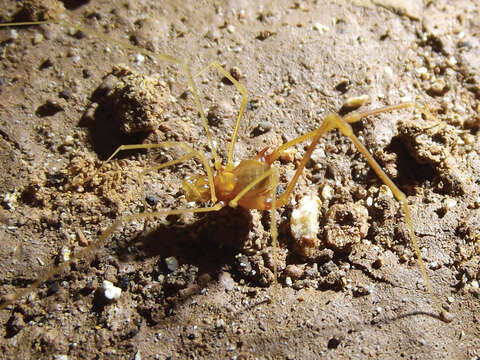 Image de Gonyleptidae