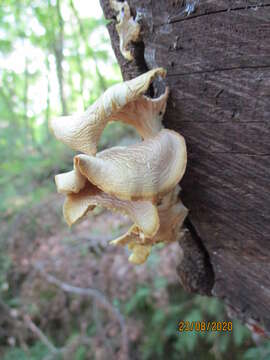 Image of Pleurotus ostreatus (Jacq.) P. Kumm. 1871