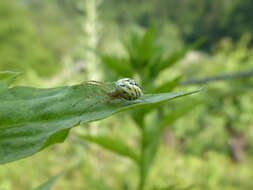 Image of Mangora acalypha (Walckenaer 1802)