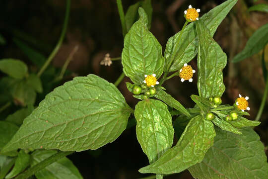 Image of Smooth peruvian daisy