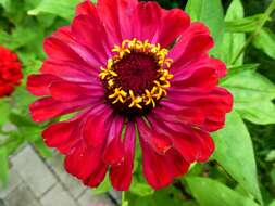 Image of ELEGANT ZINNIA