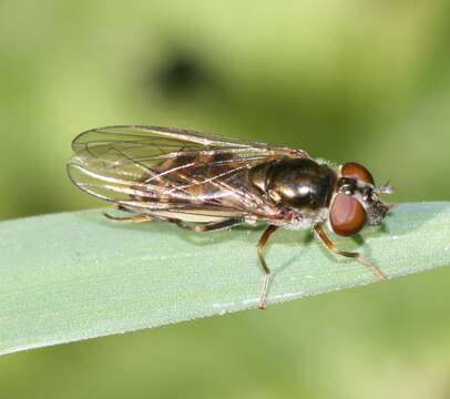 Image of <i>Platycheirus tarsalis</i>