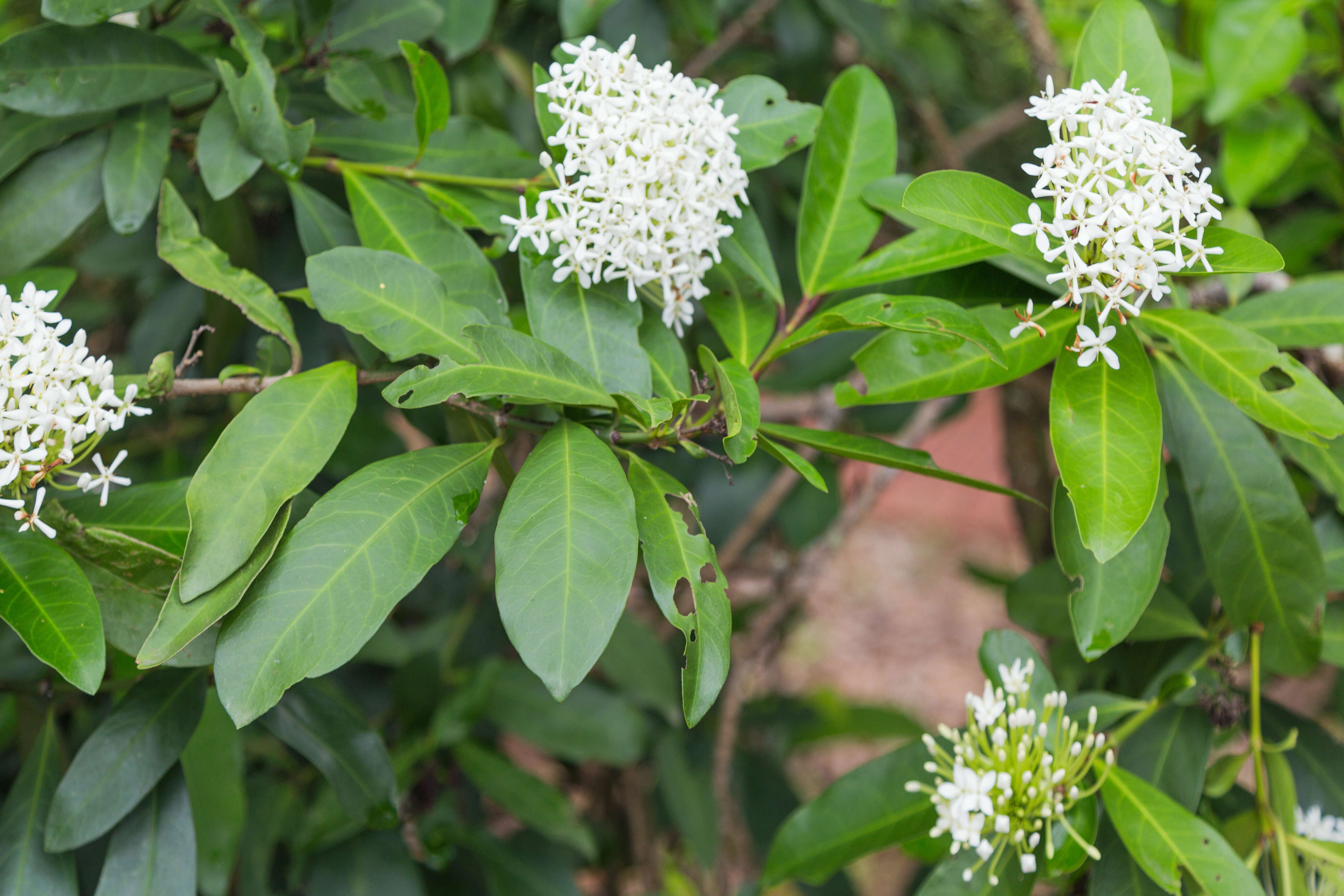 Image of Ixora finlaysoniana Wall. ex G. Don