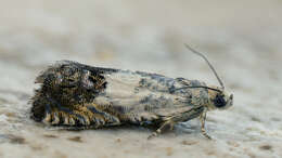 Image of gorse pod moth