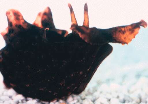 Image of California sea hare