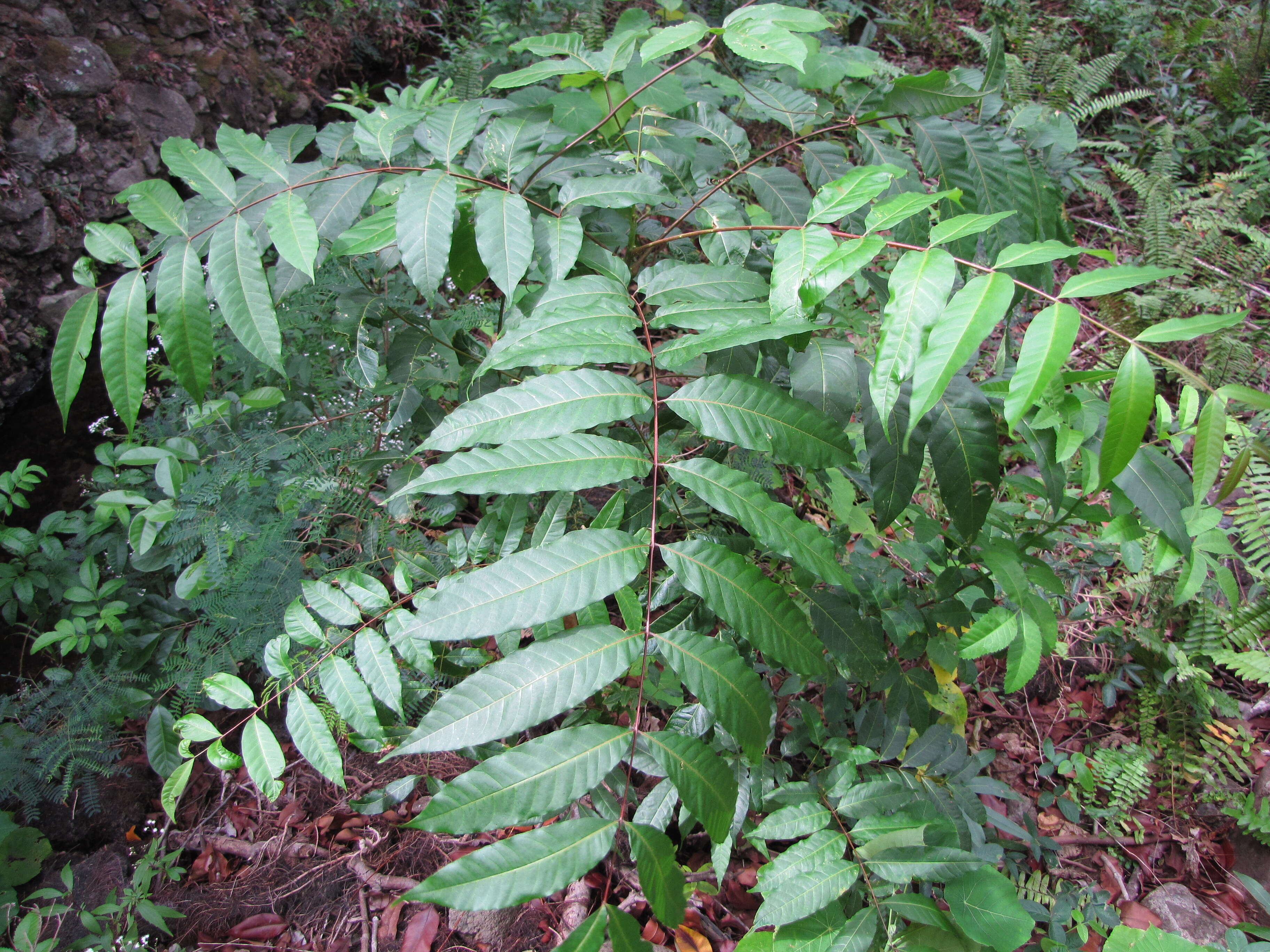 Image of Indian Mahogany