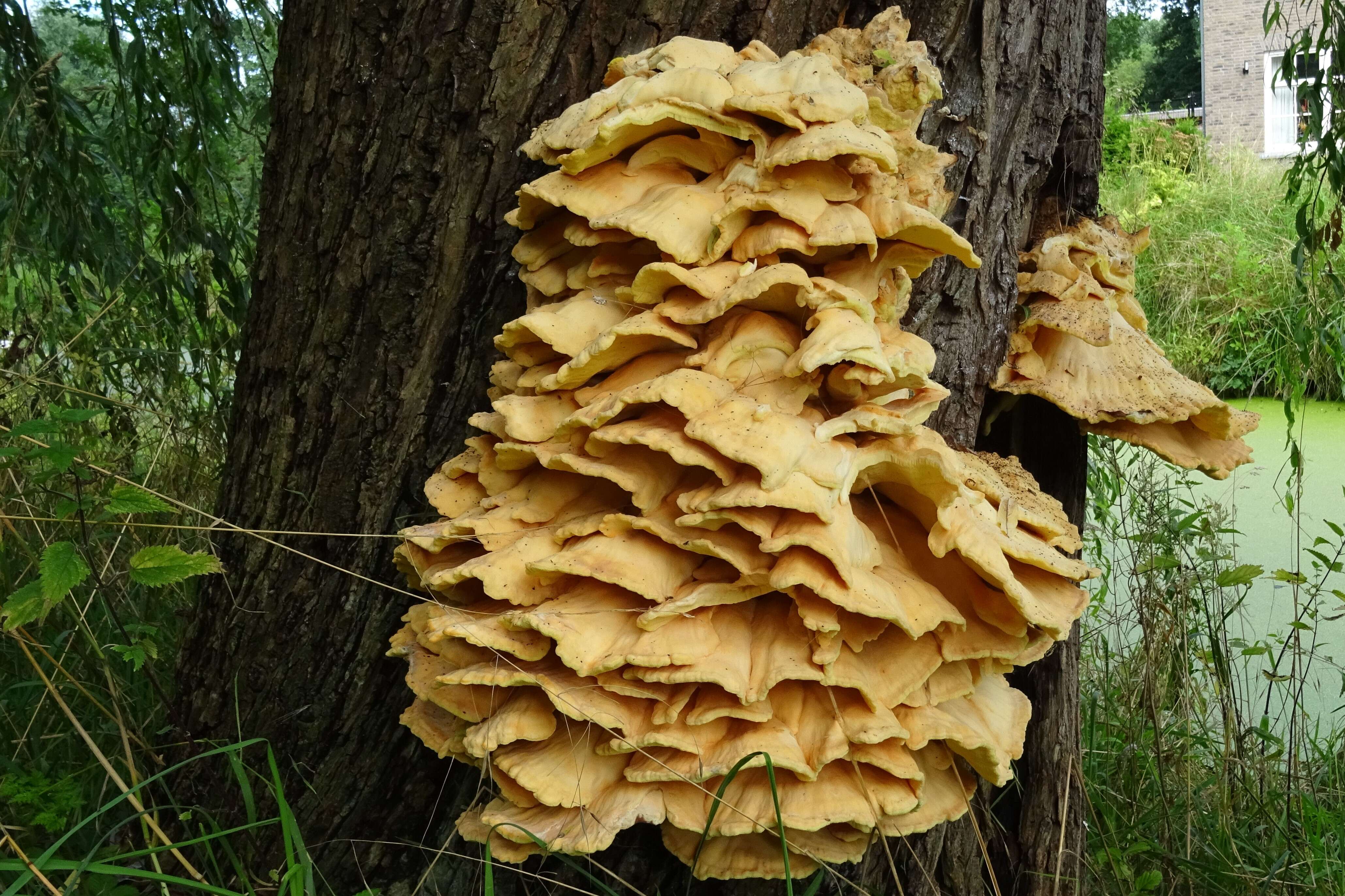 Image of Laetiporus