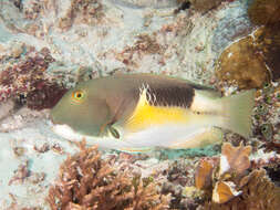 Image of Anchor trunkfish