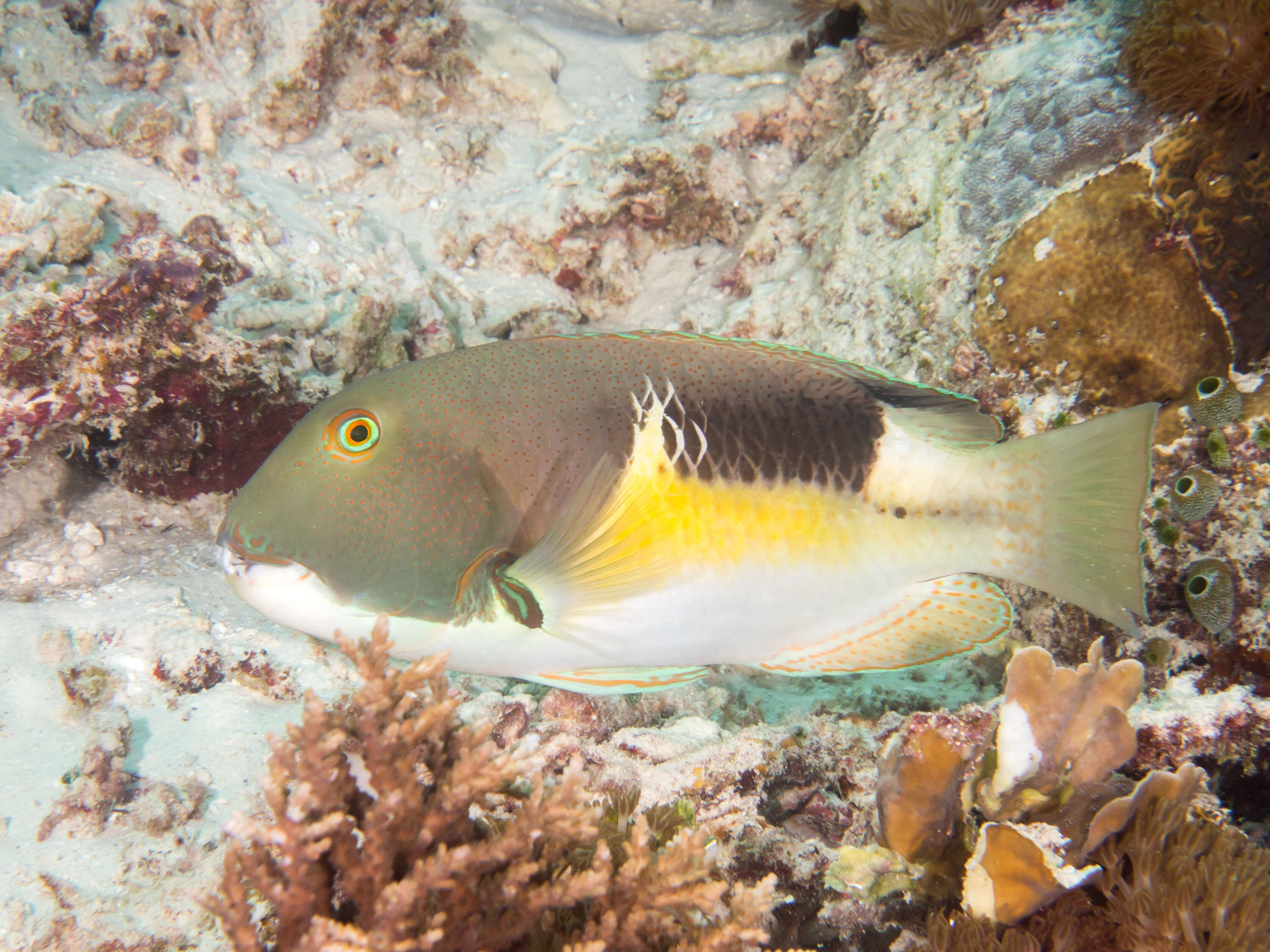 Image of Anchor trunkfish