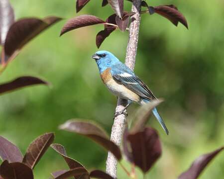 Image of Lazuli Bunting