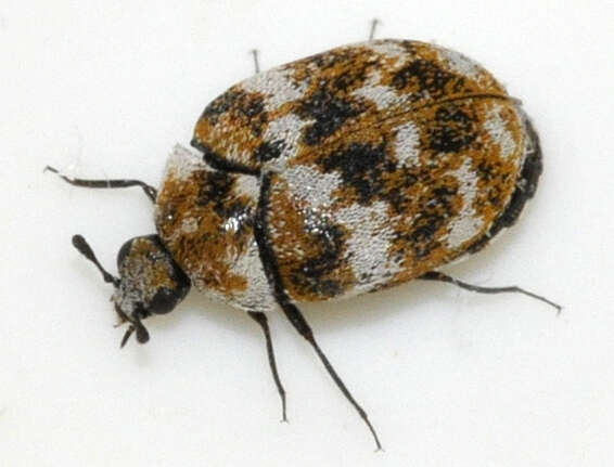 Image of Sacramento Anthicid Beetle