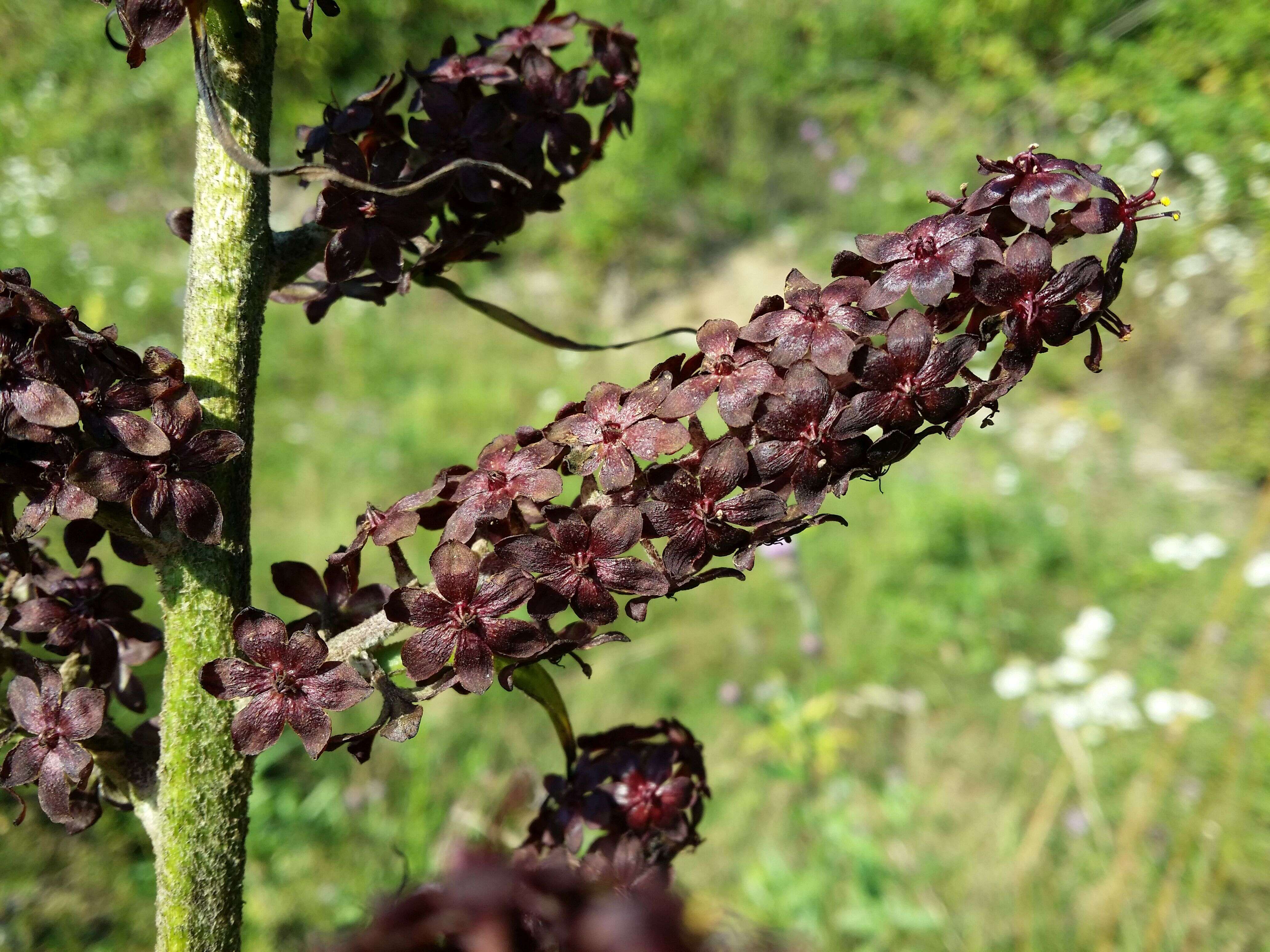 Image of black false hellebore