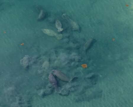 Image of manatees