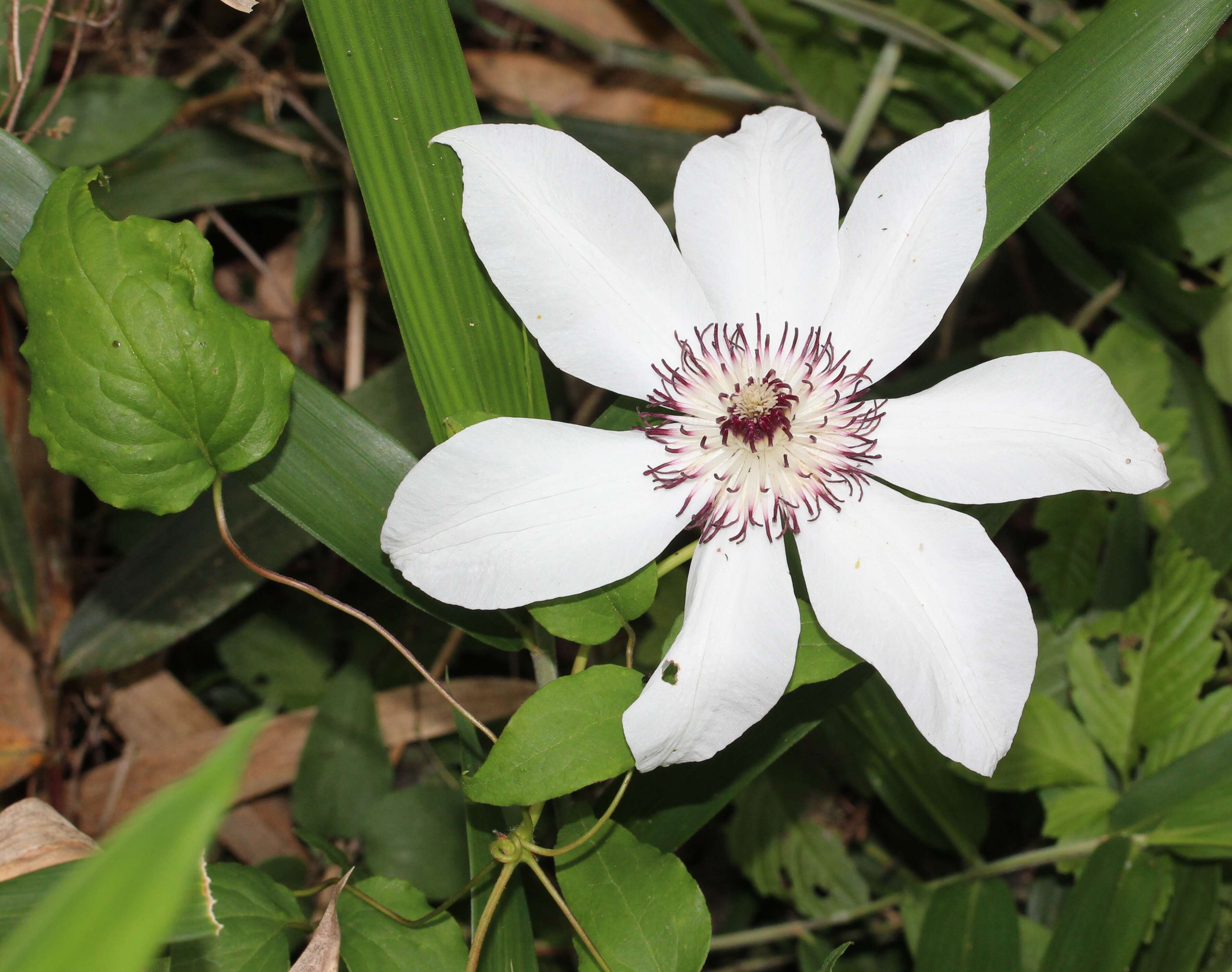 Image of Clematis