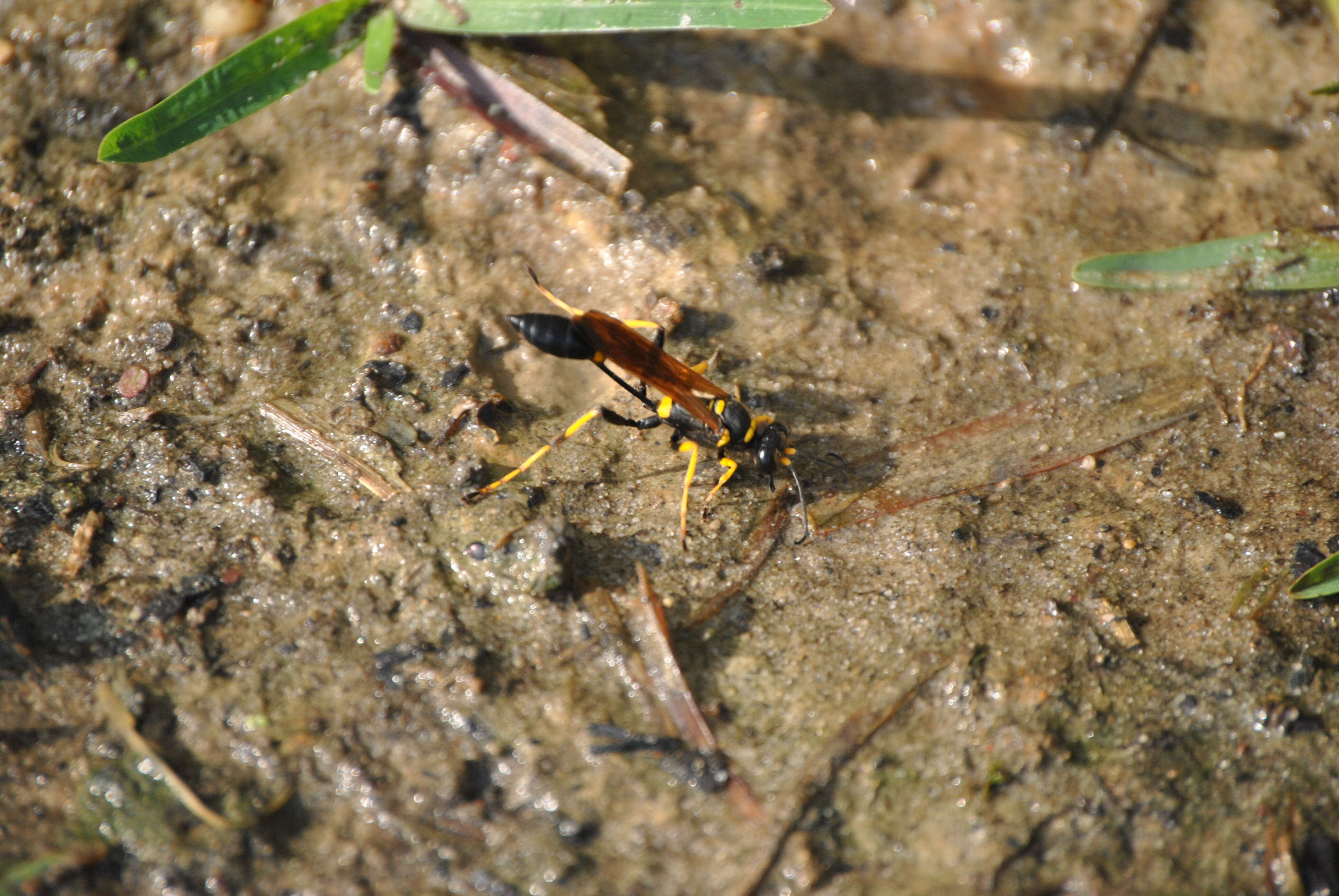 Image of mud daubers