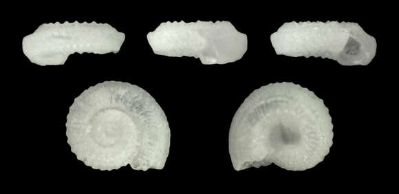 Image of Cyclostrema archeri Tryon 1888