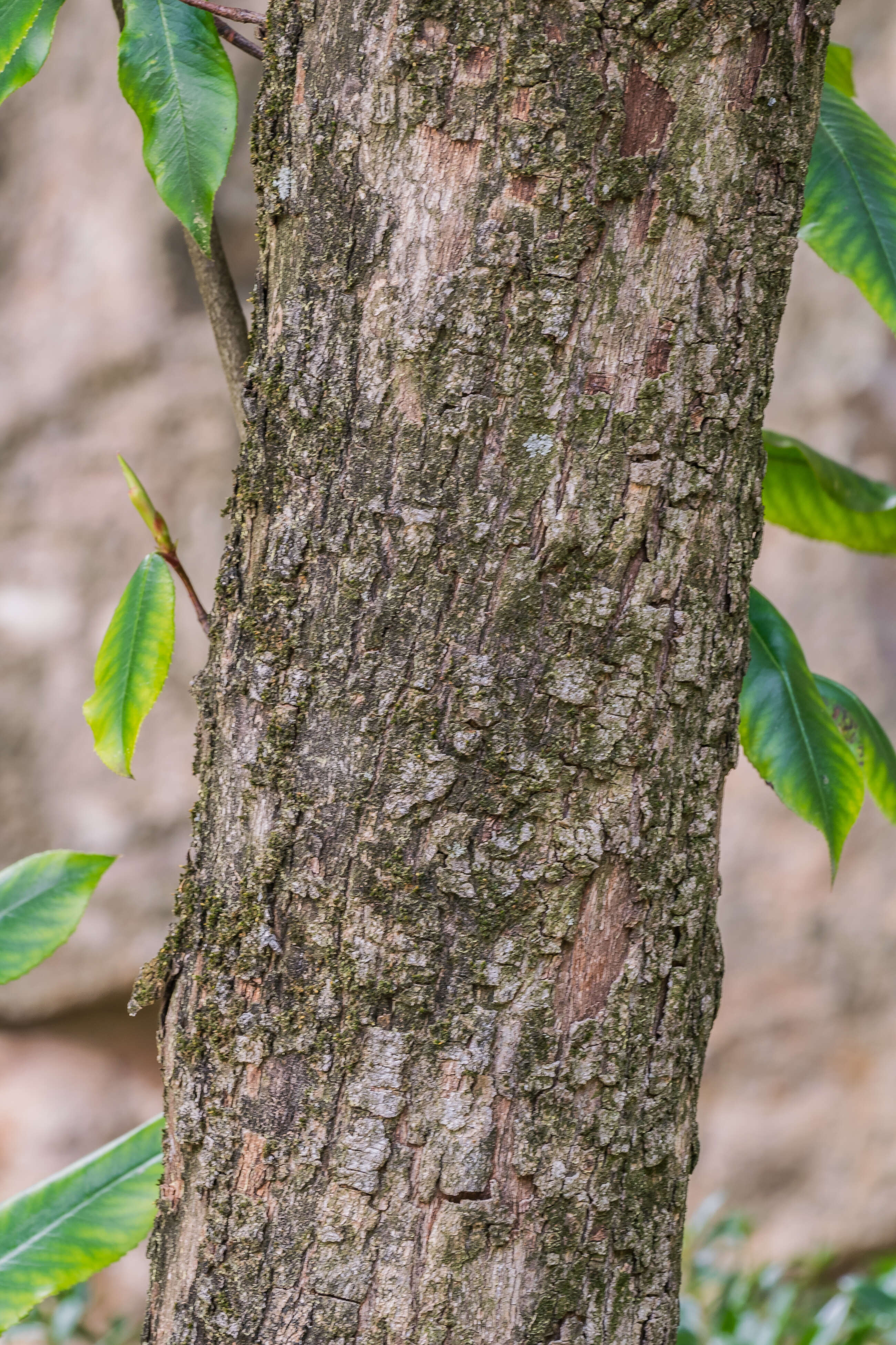 Image de Photinia glabra (Thunb.) Maxim.