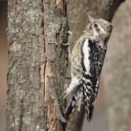 Image of Sapsucker