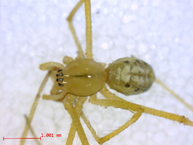 Image of Enoplognatha latimana Hippa & Oksala 1982