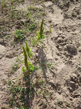 Image of redroot amaranth