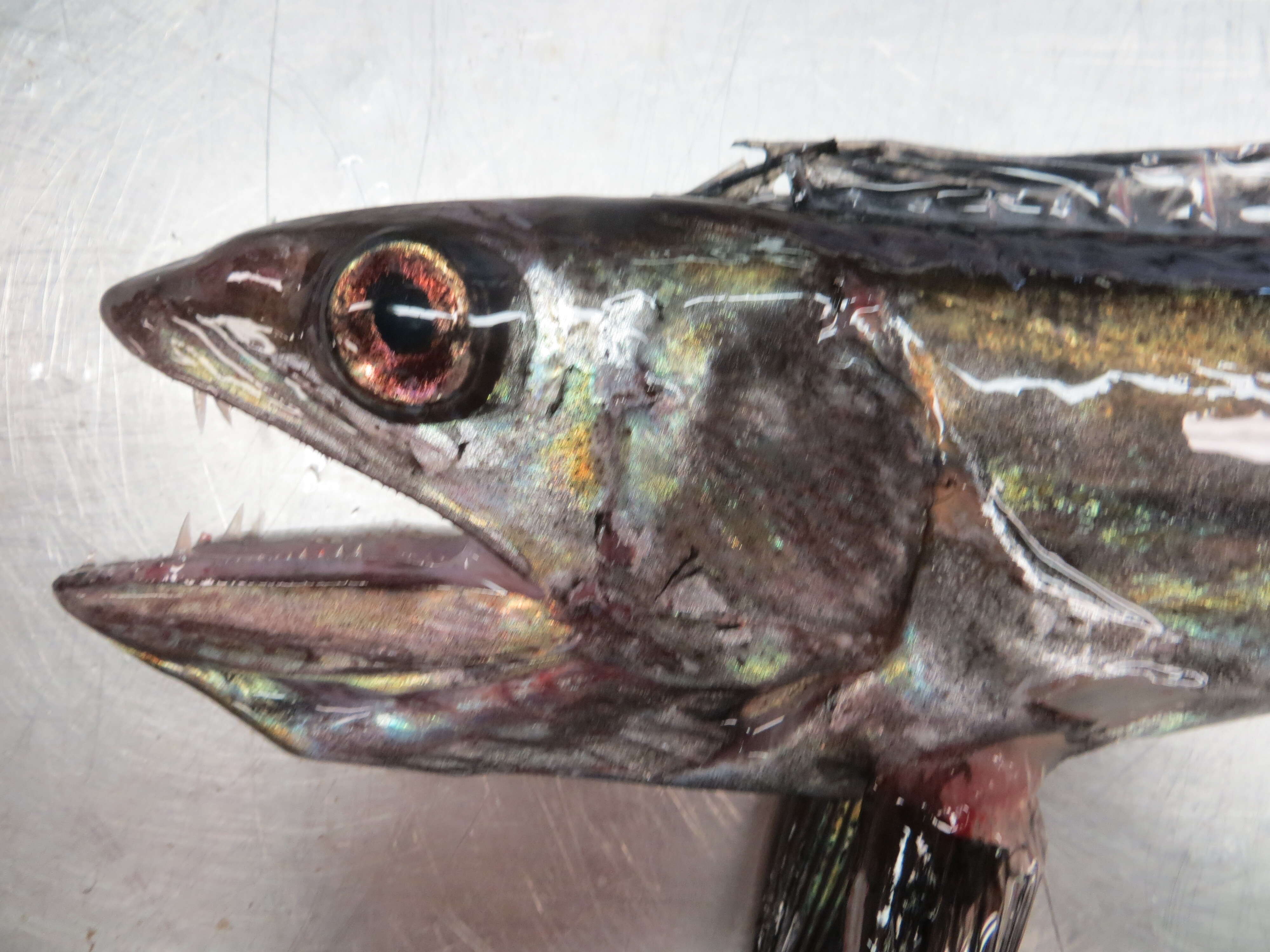 Image of lancetfishes